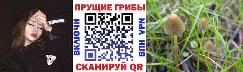 как найти   hydra   Псилоцибиновые грибы MAGIC MUSHROOMS  Бирюч 
